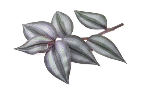 Premium Photo Silver Inch Plant Tradescantia Zebrina Isolated On