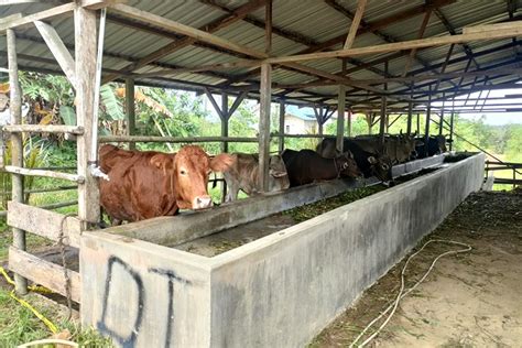 Masuk Ilegal Tanpa Dokumen Dan Pengawasan Pmk Puluhan Ekor Sapi Dan