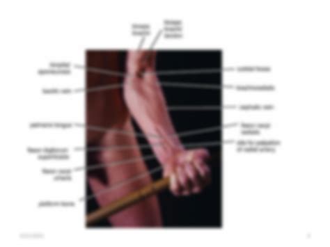 Solution Cubital Fossa Studypool