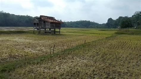 Dampak Kemarau Di Tebo Puluhan Hektar Sawah Terancam Gagal Tanam