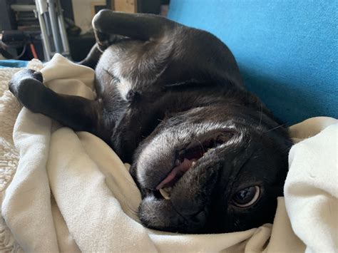 Does anyone else’s pug have crazy eyes..? : pugs