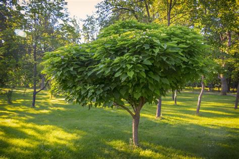 Mant N Alejados A Los Mosquitos Con Esta Hermosa Planta Para Mantener