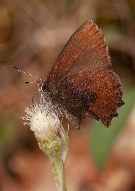 Brown Elfin Alabama Butterfly Atlas