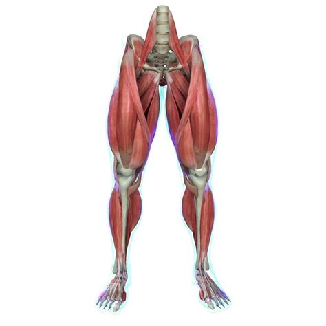 Human Leg Muscle Anatomy Medical Edition by dcbittorf. / You can buy ...