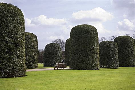 Pollard Trees In Hyde Park Grass Rectangular Shape Rectangular Photo