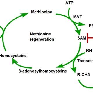 The DNA Methylation Pathway Of MTXR In RA MTXR Methotrexate