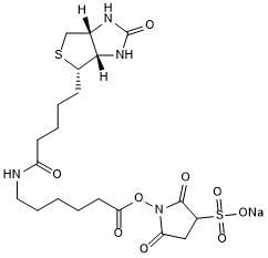 Sulfo Nhs Lc Biotin Biochemicals And Molecular Biology Tocris