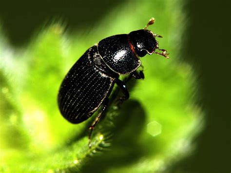 Dung Beetles Battle Over Ball Of Poop