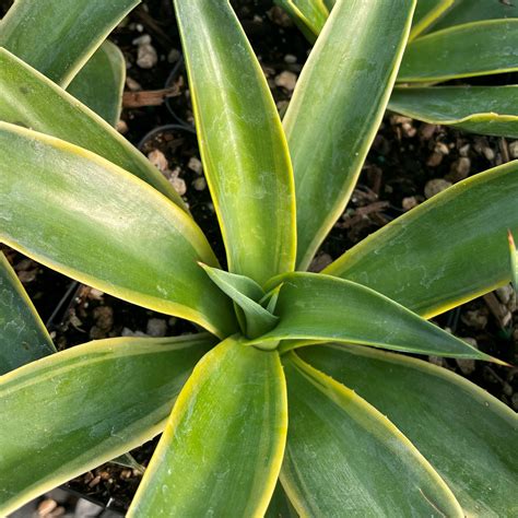 Agave desmettiana 'Variegata' - Variegated Smooth Agave (4.5" Pot ...