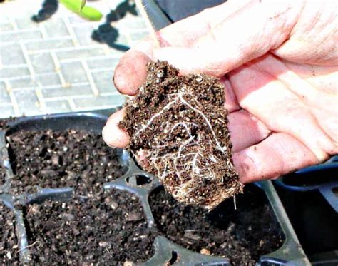 Planting Tomato Seedlings Beyond The Chicken Coop