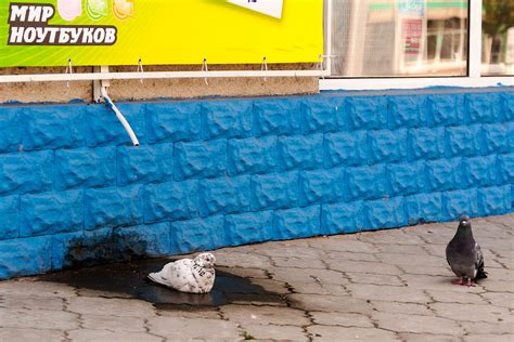 Жара | Бессарабские хроники