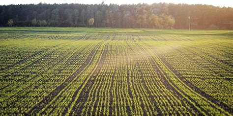 Озимая рожь как альтернатива пшенице — ASM-AGRO