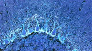 Most detailed human brain map ever contains 3,300 cell types | Live Science