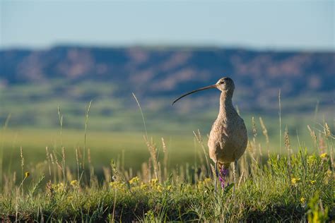 Long-Billed Curlew | Sean Crane Photography