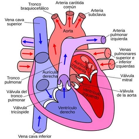 ¿cómo Funciona El Corazón Como Funciona Que