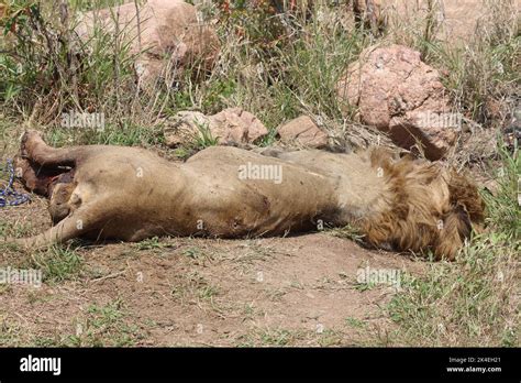Dead lion hi-res stock photography and images - Alamy