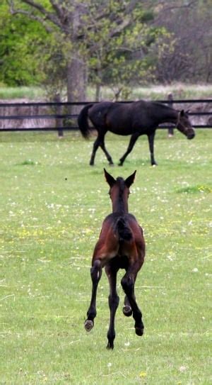 brown baby horse running on field free image | Peakpx