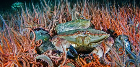 Brown Crabs Are Attracted To Undersea Power Cables Hakai Magazine