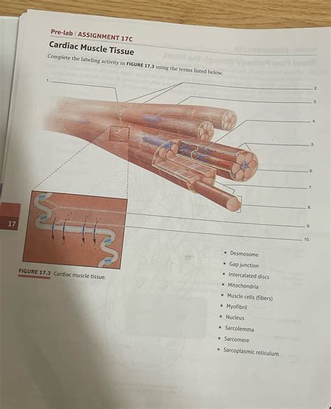 Solved Pre Lab Assignment C Cardiac Muscle Tissue Urban Wold Hool