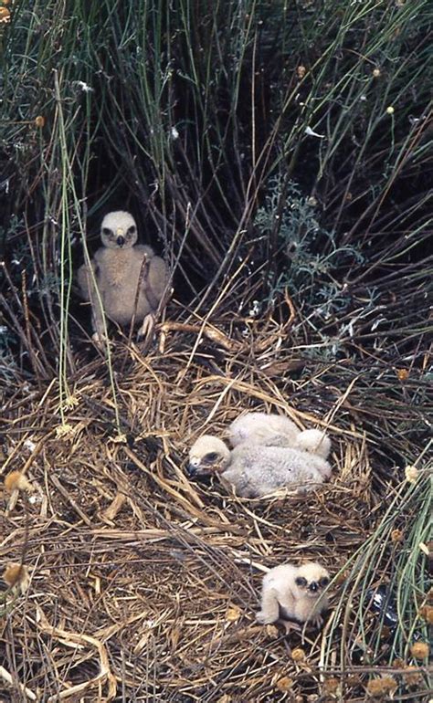 Nesting in the Harvest – Harrier in the Harvest | Swamp Harriers