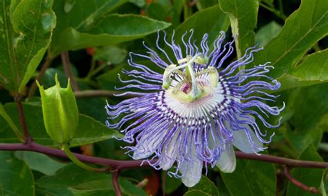 Passion Flower How To Grow Passiflora Incarnata Epic Gardening