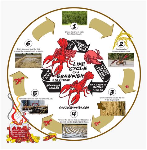 Life Cycle Of A Crayfish Diagram, HD Png Download - kindpng