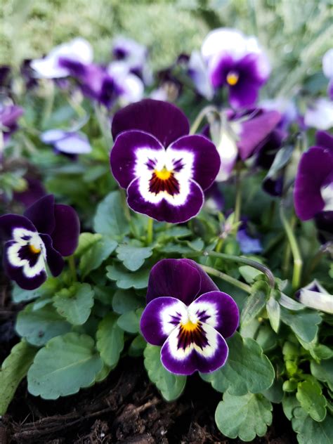 Purple Pansies : r/pics