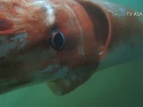 Giant Squid Surfaces In Japanese Harbor