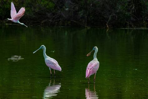 Spoonbill Crane Roseate Free Photo On Pixabay Pixabay