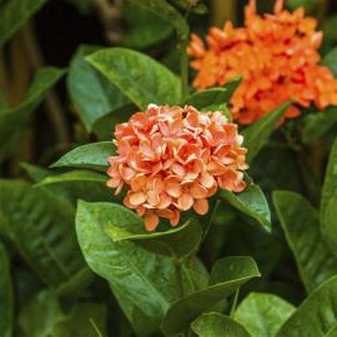 Each Showy Ixora Bloom Contains From 15 To 50 Individual Florets