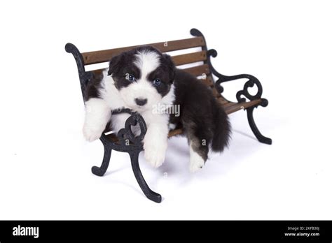 Lying Australian Shepherd Puppy Stock Photo Alamy