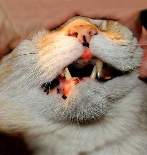 Gingivitis En Gatos Causas S Ntomas Y Tratamiento