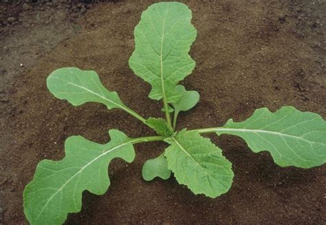 Charlock mustard - Sinapis arvensis, Nexles