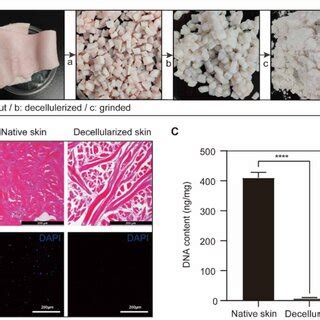 The Process And Efficiency Of Decellularization A Preparation Of