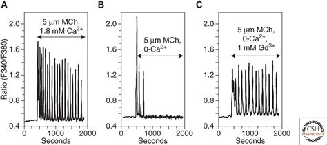 Calcium Oscillations