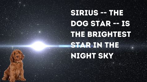 110+ Star Names for Dogs: Celestial Names for Your Stellar Pup