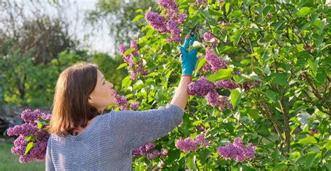 Lilac Care Tips For Growing And Pruning Lilac Bushes MyGardenLife