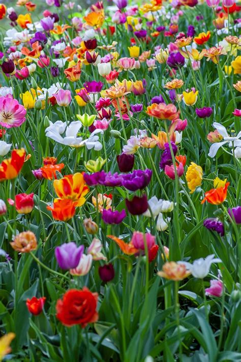 Spring Scenes Wallpapers Wallpaper Cave