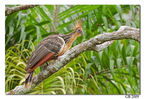 HOATZIN