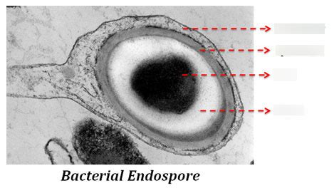 Real Endospore Diagram Quizlet