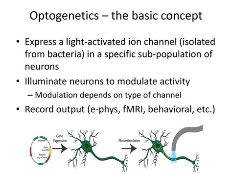 Optogenetics – the basic concept - ppt download
