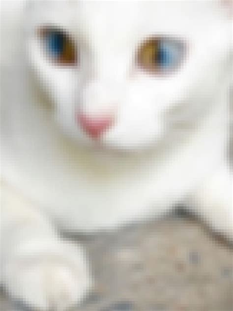 20 Beautiful Animals With Heterochromia (Photos)