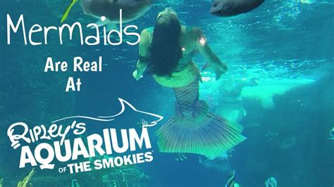 Real Mermaids At Ripleys Aquarium Of The Smokies Gatlinburg