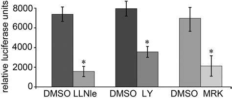 Inhibition Of Notch Signaling Reduces The Stem Like Population Of