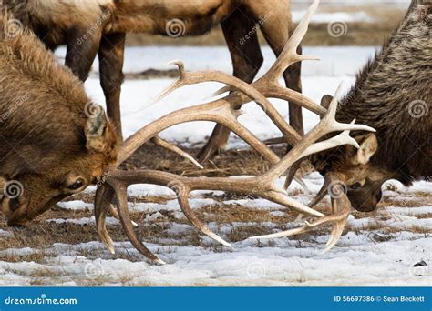 Bull Elk Antlers Locked Stock Photo Image Of National 56697386