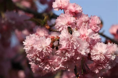 Prunus Blossom Bloom - Free photo on Pixabay - Pixabay