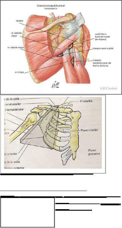 Topograf A Miembro Superior Anatom A Humana Sistema Musculoesquel Tico