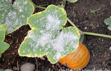 How To Identify Control And Prevent White Mold In Your Garden One Hundred Dollars A Month