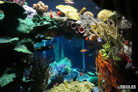 Oceanario de Lisboa: info, cómo llegar, horarios y precios