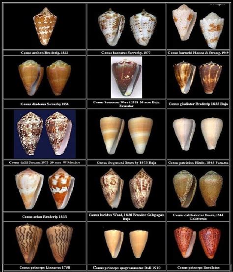 Shell Chart 7 Cones